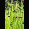 Juncus effusus