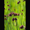 Juncus ensifolius Spiralis (épis/gras) - jonc spiralé - jonc tortue...