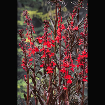 Lobelia Cardinalis - Lobélie cardinale 3,50 €