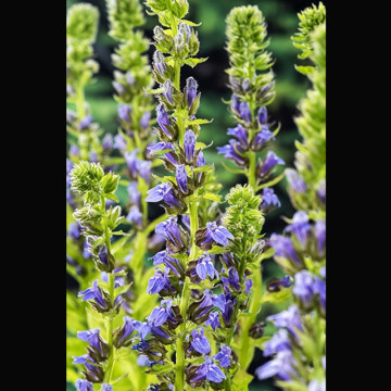 Lobelia siphilitica - Lobélie siphilitique  2,30 €