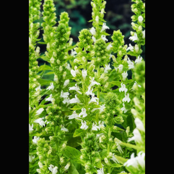 Lobelia siphilitica ALBA