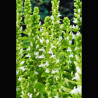 Lobelia siphilitica alba - Lobélie siphilitique 'Alba' 2,30 €