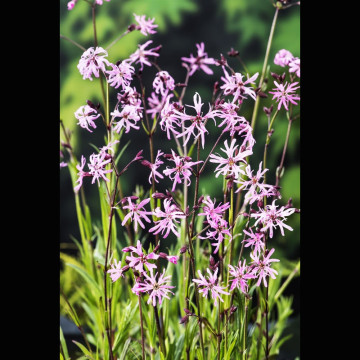 Lychnis flos-cuculi - Œillet des près 3,50 €