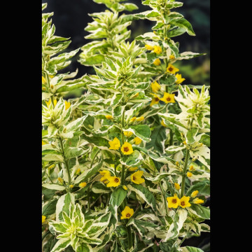 Lysimachia variegata