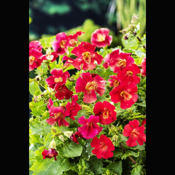 Mimulus bonfire red - mimule rouge 2,30 €