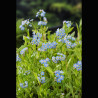 Myosotis palustris bleu - Myosotis des marais 3,50 €