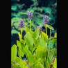 Pondeteria cordata - Jacinthe de l'eau bleu 3,50 €