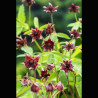 Potentilla palustris