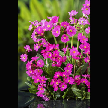 Primula rosea Grandiflora rose - Primevère rose