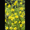 Ranunculus flamula jaune - Renoncule de berge