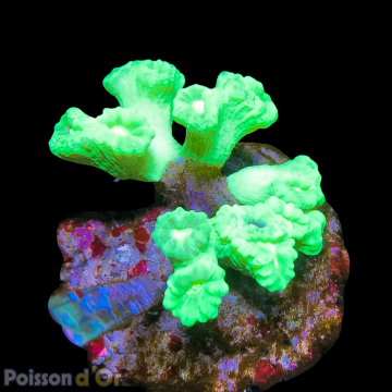 Caulastrea curvata vert fluo (7-10 polypes) 73,50 €