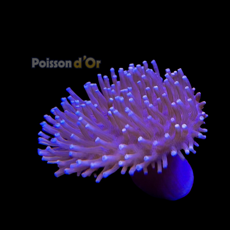 Bouture Sarcophyton à longs polypes 22,00 € Poissondor