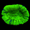 Trachyphyllia vert fluo Australie 3-5 CM 67,50 €