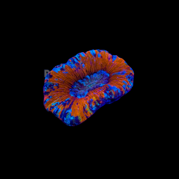 Trachyphyllia select full color australie