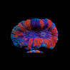 Trachyphyllia select full color australie