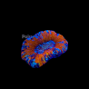 Trachyphyllia select full color australie