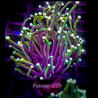 Bouture Euphyllia Glabrescens \\"Dragon Soul\\" (2 polypes) 147,50 €