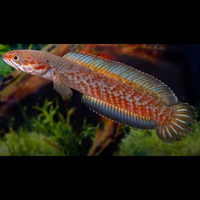 Channa Limbata 5-7 cm sauvages