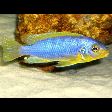 Maylandia aurora - Pseudotropheus Aurora 8-10cm le couple