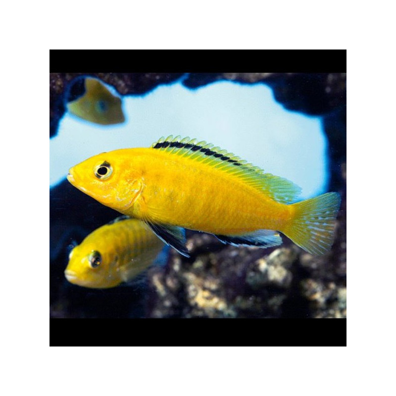 Labidochromis Caeruleus  8-10cm  lot de 2