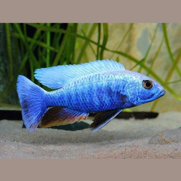 Haplochromis ahli  - Sciaenochromis fryeri 10-12cm le couple                    