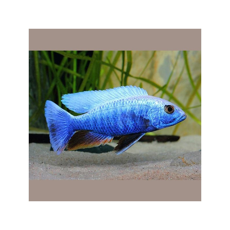 Sciaenochromis fryeri 8-10cm le couple           27,50 €