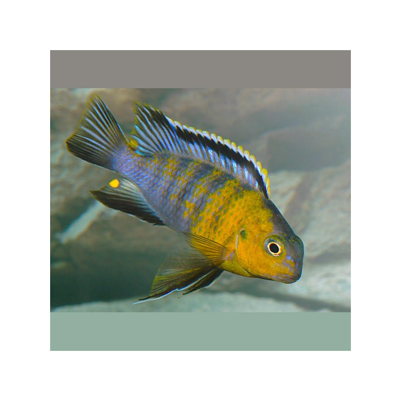 Tropheops Macrophtalmus Red Cheek le couple 10-12cm 27,50 €