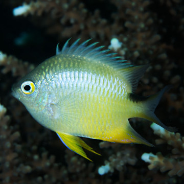 Amblyglyphyodon ternatensis 2-4 cm