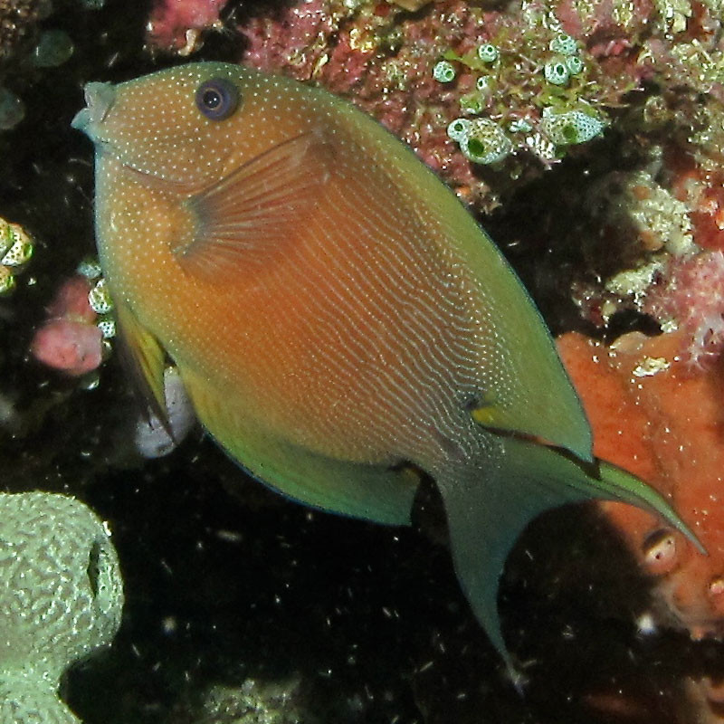 Ctenochaetus Binotatus : 4-7 cm  