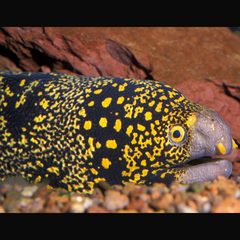 Echidna nebulosa : 20 cm  