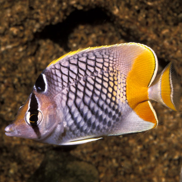 Chaetodon xanthurus : 7 à 10 cm  