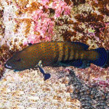 Cephalopholis argus : 6-8  cm  