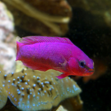 Pseudochromis Fridmani d élevage 2-3cm 