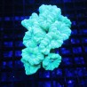 Caulastrea curvata blauw-groen 3-6 cm (4 à 6 polypes) 24,50 € Poiss...