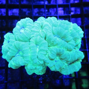 Caulastrea curvata vert fluo (7-10 polypes) 73,50 €