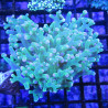 Bouture Euphyllia Divisa bicolor (1 polype)