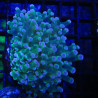 Bouture Euphyllia Divisa bicolor (1 polype)