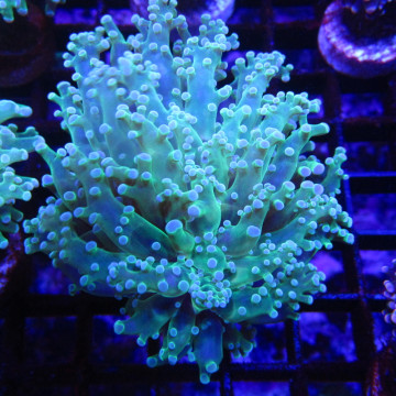 Bouture Euphyllia Divisa bicolor (1 polype)