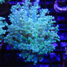 Bouture Euphyllia Divisa bicolor (1 polype)