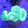 Bouture Caulastreas vert fluo 5-6 polypes 47,50 € Poissondor