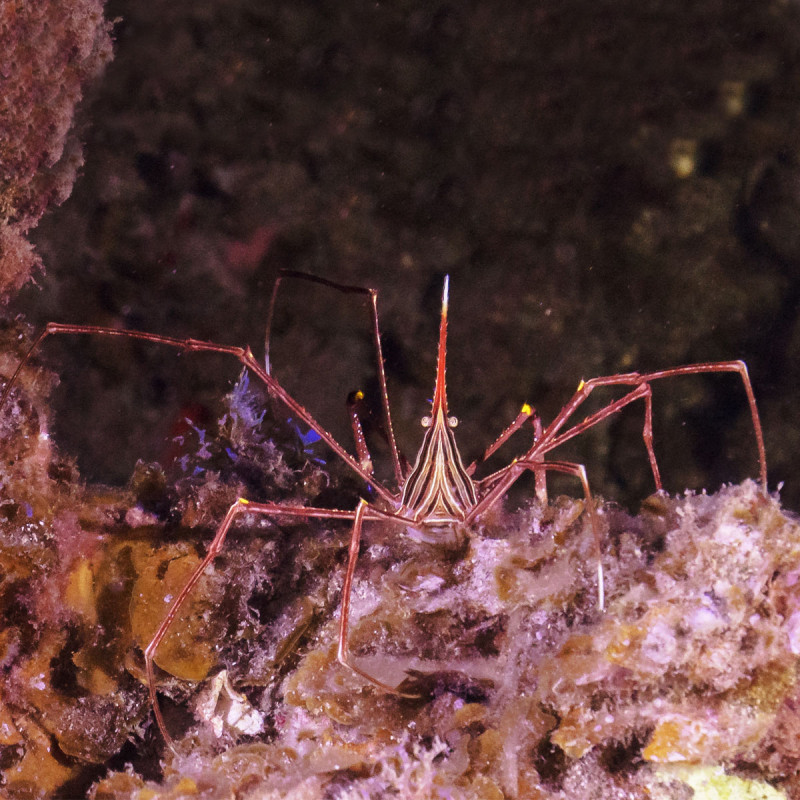 Stenorynchus Seticornis-crabe araignée 5-7cm