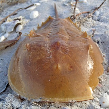 Limulus Polyphemus - Limule