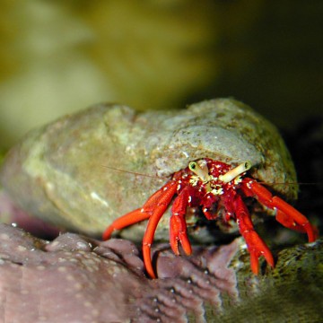 Paguristes Cadenati-Bernard l'ermite à pattes rouges 4cm