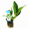 Anubias Congensis 6,50 €