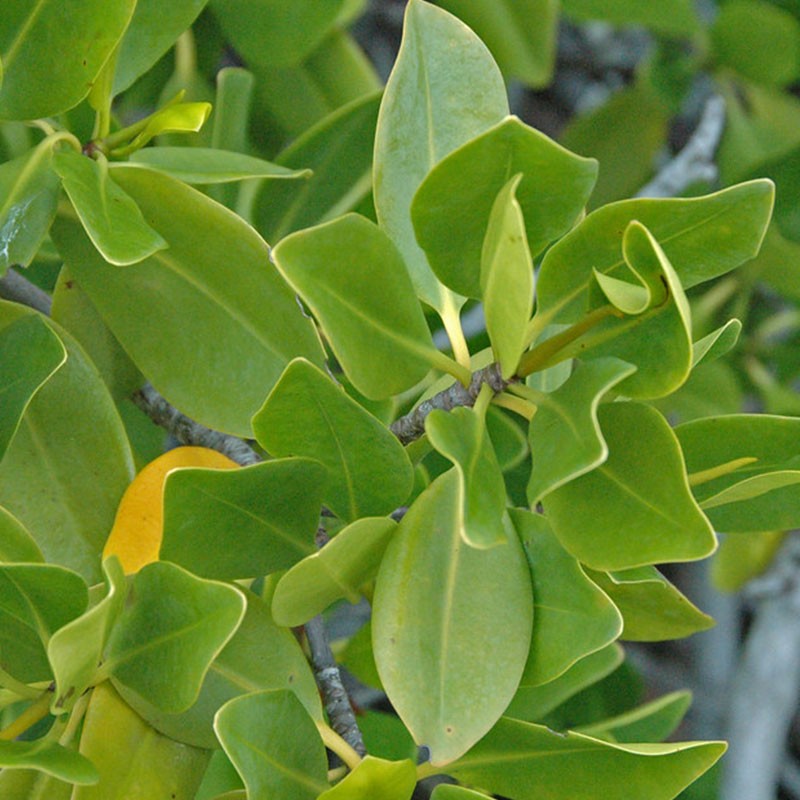 UCA Spp-Palétuviers