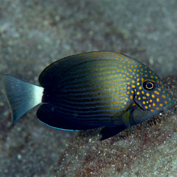 Acanthurus maculiceps - Poisson-chirurgien à face tachetée 8-10 cm ...