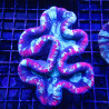 Trachyphyllia select full color australie