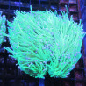 Euphyllia glabrescens vert à pointes blanches  167,50 €