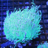 Euphyllia glabrescens vert à pointes blanches  167,50 €