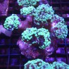 Euphyllia parancora vert fluo 4-6 polypes